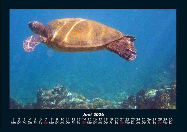 Produktbild: Schildkr&ouml;tenzauber 2026 Fotokalender DIN A4