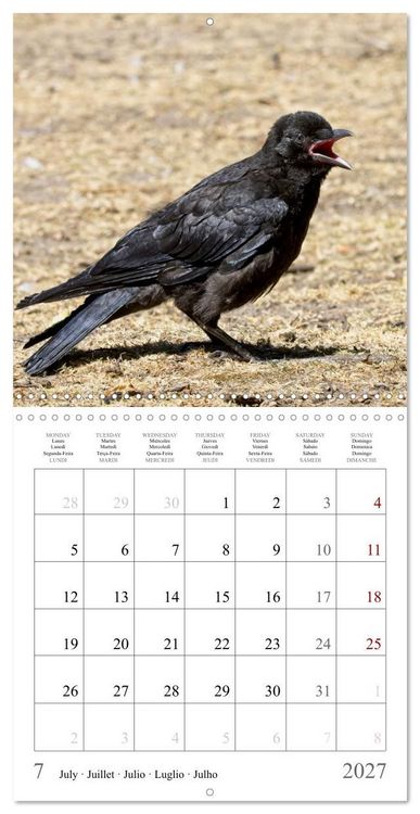 Produktbild: Crow Babies - Black, cute & always hungry (Wall Calendar 2027 12 &times; 12 Inch) CALVENDO 12 Month Wall Calendar