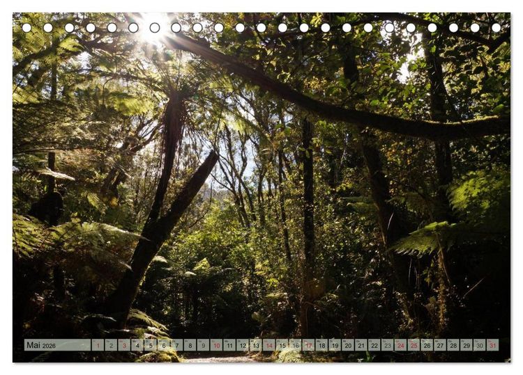 Produktbild: Prim&auml;rwald - Neuseeland (Tischkalender 2026 DIN A5 quer), CALVENDO Monatskalender