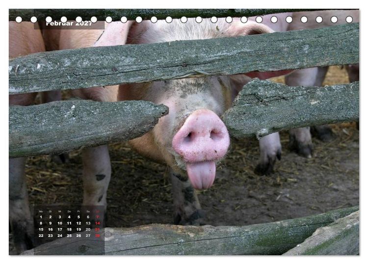 Produktbild: Gl&uuml;cksbringer (Tischkalender 2027 DIN A5 quer), CALVENDO Monatskalender