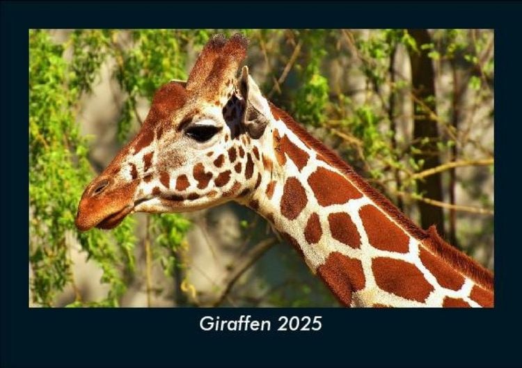 Produktbild: Giraffen 2025 Fotokalender DIN A5