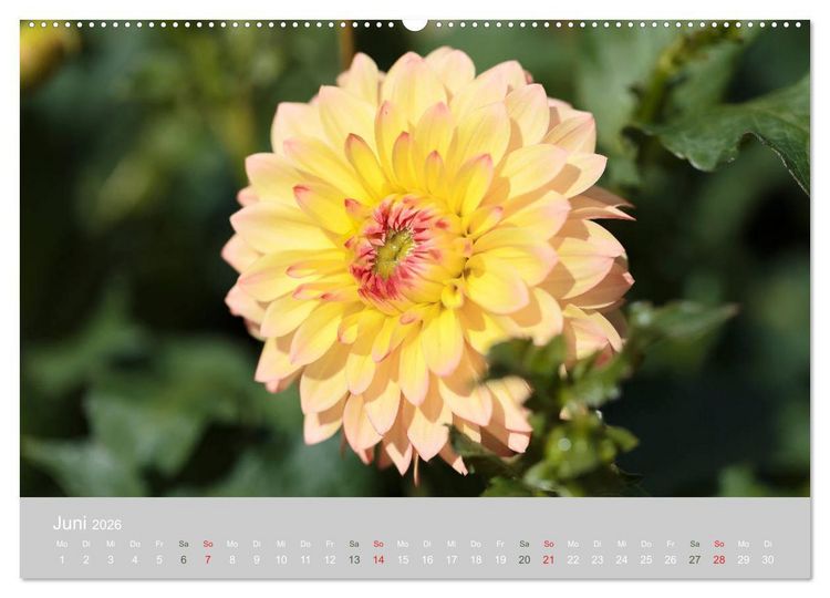 Produktbild: Dahlien - Prachtvolle Bl&uuml;ten des Sp&auml;tsommers (Wandkalender 2026 DIN A2 quer), CALVENDO Monatskalender