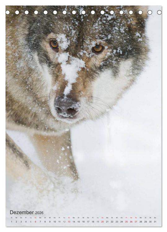 Produktbild: Emotionale Momente: Der Wolf. (Tischkalender 2026 DIN A5 hoch), CALVENDO Monatskalender