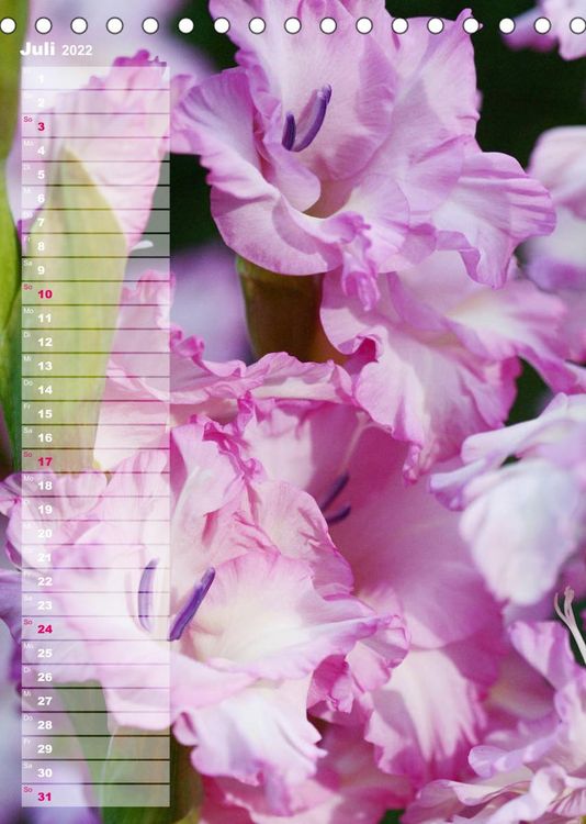 Produktbild: Gladiolenpracht (Tischkalender 2022 DIN A5 hoch)