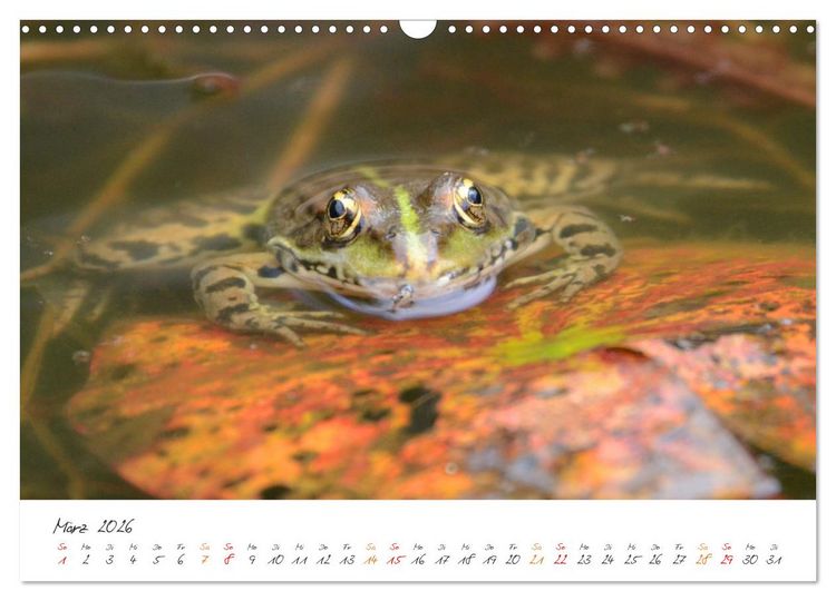 Produktbild: Frosch Karl, Hans und Max im Einklang der Natur (Wandkalender 2026 DIN A3 quer), CALVENDO Monatskalender