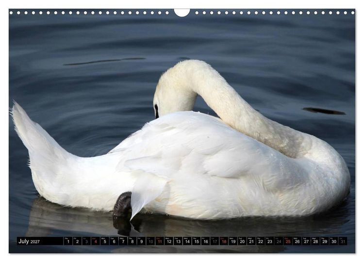 Produktbild: Lovely Water Birds (Wall Calendar 2027 DIN A3 landscape), CALVENDO 12 Month Wall Calendar