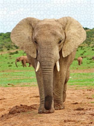 Produktbild: CALVENDO Puzzle Elefant | 1000 Teile Lege-Gr&ouml;&szlig;e 64x48cm Foto-Puzzle f&uuml;r gl&uuml;ckliche Stunden