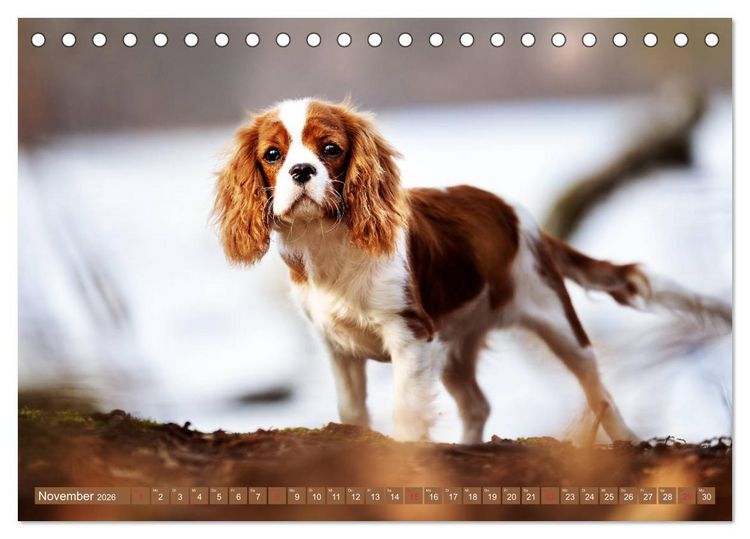 Produktbild: Der Welpenkalender - Cavalier King Charles Spaniel (Tischkalender 2026 DIN A5 quer), CALVENDO Monatskalender