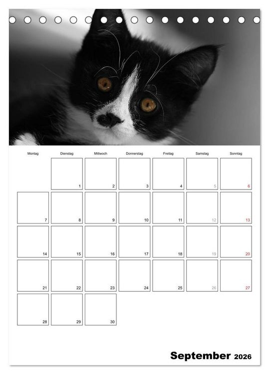 Produktbild: schwarz/wei&szlig; trifft farbe - DEIN TERMINKALENDER / Planer (Tischkalender 2026 DIN A5 hoch), CALVENDO Monatskalender