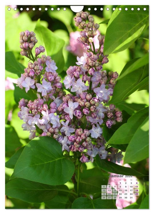 Produktbild: Fliederbl&uuml;te (Wandkalender 2026 DIN A4 hoch), CALVENDO Monatskalender