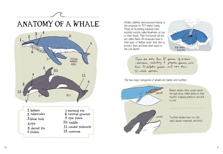 Produktbild: Ocean Anatomy