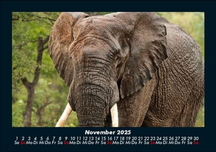 Produktbild: Elefanten 2025 Fotokalender DIN A5