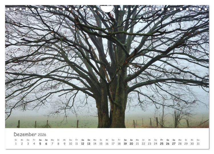 Produktbild: Wald - bezaubernde W&auml;lder (Wandkalender 2026 DIN A4 quer), CALVENDO Monatskalender