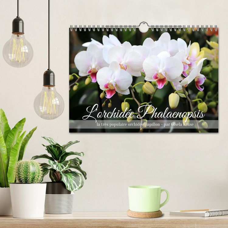 Produktbild: L'orchid&eacute;e Phalaenopsis (Calendrier mural 2026 DIN A4 vertical), CALVENDO calendrier mensuel