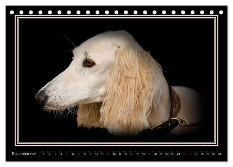 Produktbild: Saluki 2027 (Tischkalender 2027 DIN A5 quer), CALVENDO Monatskalender