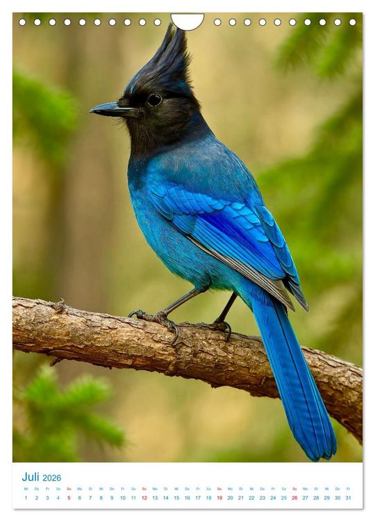 Produktbild: Blaue V&ouml;gel (Wandkalender 2026 DIN A4 hoch), CALVENDO Monatskalender