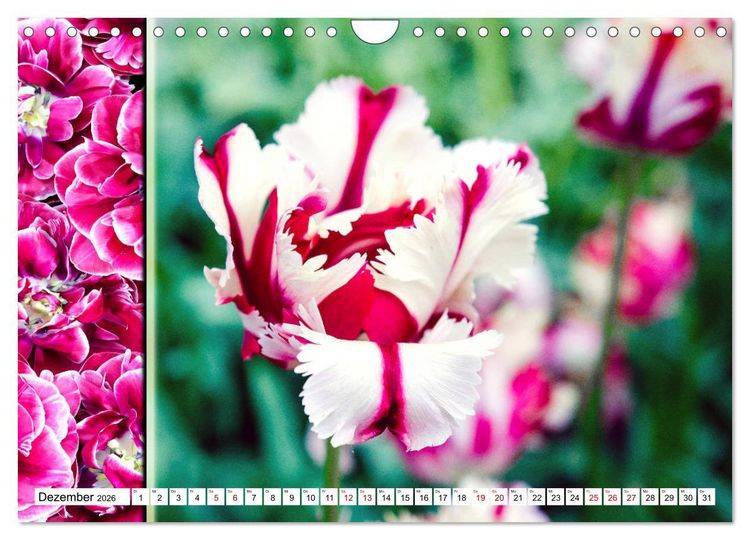 Produktbild: Tulpen - kunterbunte Collagen (Wandkalender 2026 DIN A4 quer), CALVENDO Monatskalender