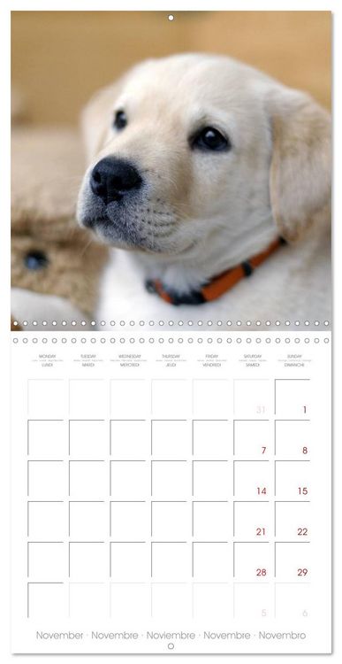 Produktbild: Labrador Retriever Puppies (Wall Calendar 2026 12 &times; 12 Inch) CALVENDO 12 Month Wall Calendar