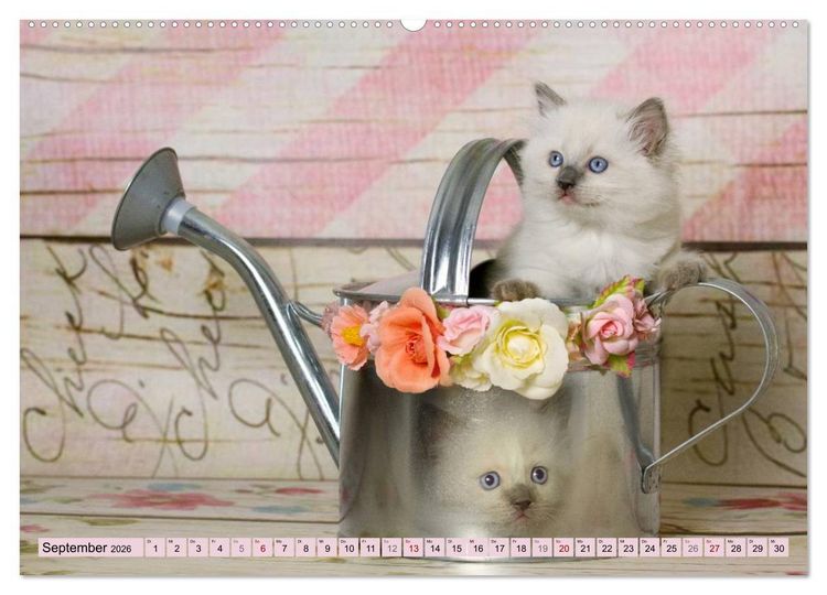 Produktbild: RAGDOLLS Impressionen aus der Kinderstube (hochwertiger Premium Wandkalender 2026 DIN A2 quer), Kunstdruck in Hochglanz