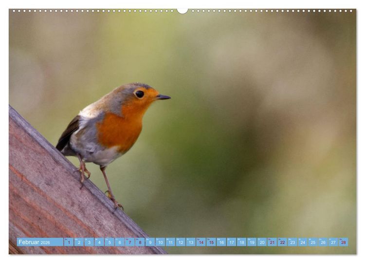 Produktbild: Rotkehlchen - Fotografiert von Ostfriesenfotografie (hochwertiger Premium Wandkalender 2026 DIN A2 quer), Kunstdruck in Hochglanz