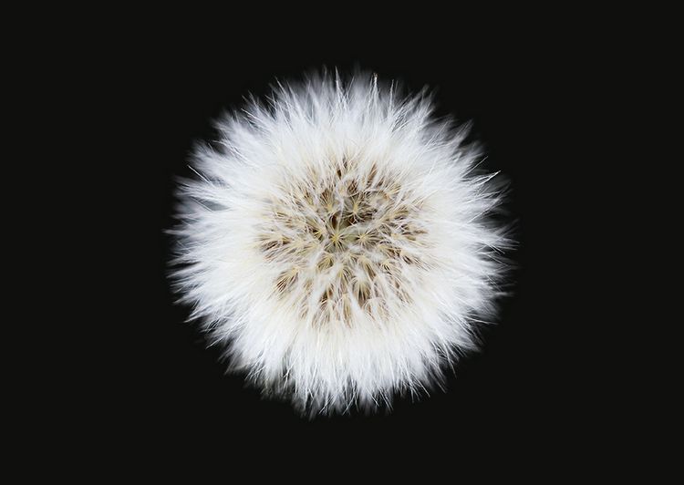 Produktbild: The Blooming Book