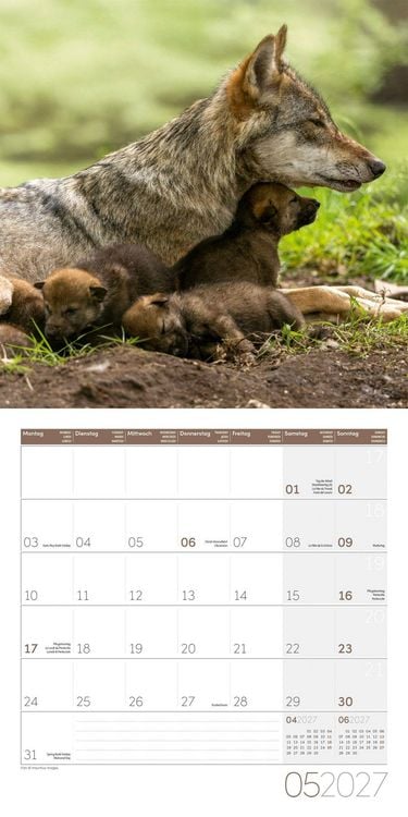 Produktbild: W&ouml;lfe Kalender 2027 - 30x30 - Art12