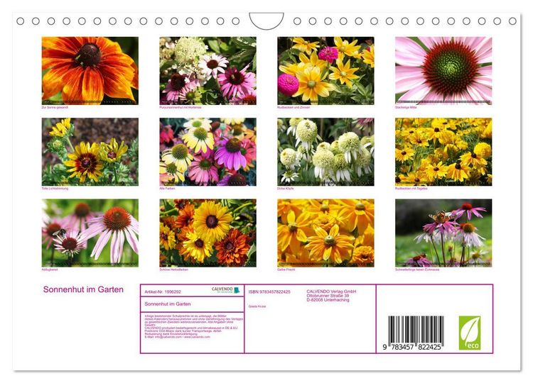 Produktbild: Sonnenhut im Garten (Wandkalender 2026 DIN A4 quer), CALVENDO Monatskalender