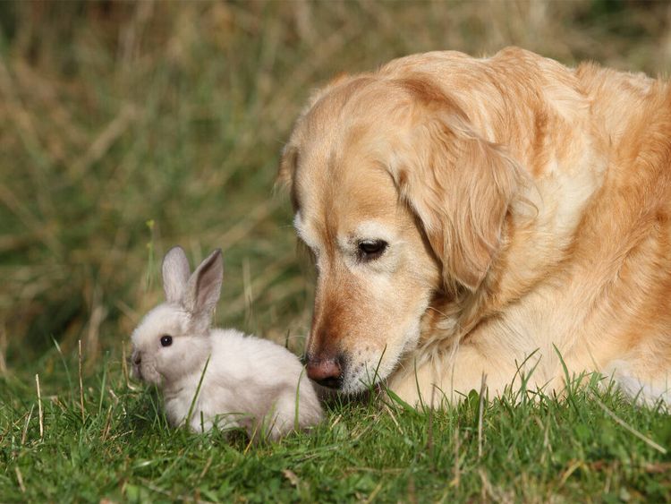 Produktbild: CALVENDO Puzzle Ein Motiv aus dem Kalender Tierkinder klein und s&uuml;&szlig; | 1000 Teile Lege-Gr&ouml;&szlig;e 64x48cm Foto-Puzzle f&uuml;r gl&uuml;ckliche Stunden