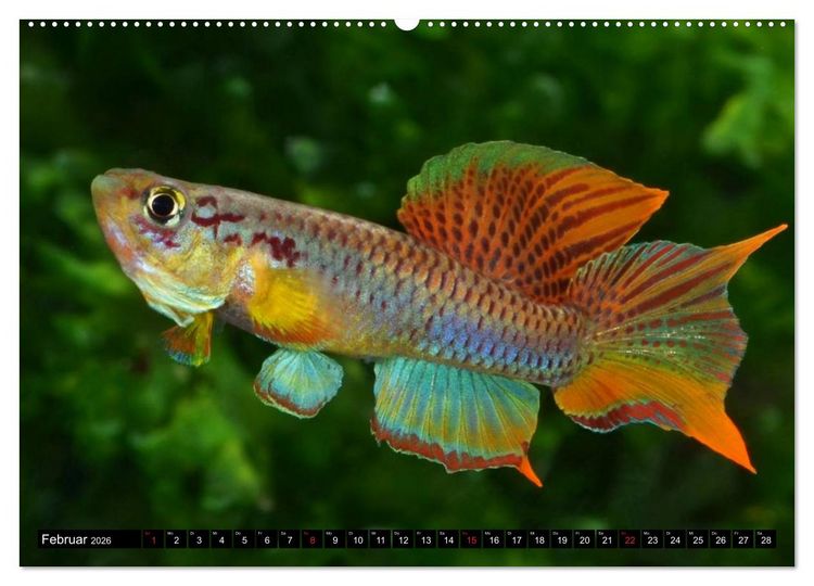Produktbild: Bunte Fische der Welt - Killifische (Wandkalender 2026 DIN A2 quer), CALVENDO Monatskalender