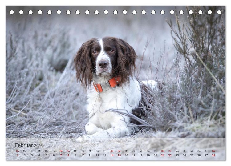 Produktbild: Der kleine M&uuml;nsterl&auml;nder (Tischkalender 2026 DIN A5 quer), CALVENDO Monatskalender