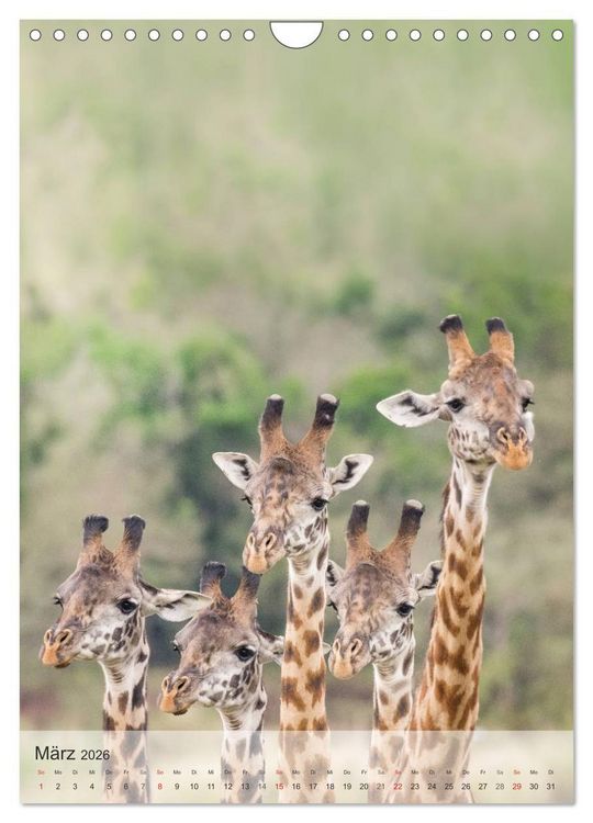 Produktbild: Emotionale Momente: Giraffen, die h&ouml;chsten Tiere der Welt. (Wandkalender 2026 DIN A4 hoch), CALVENDO Monatskalender