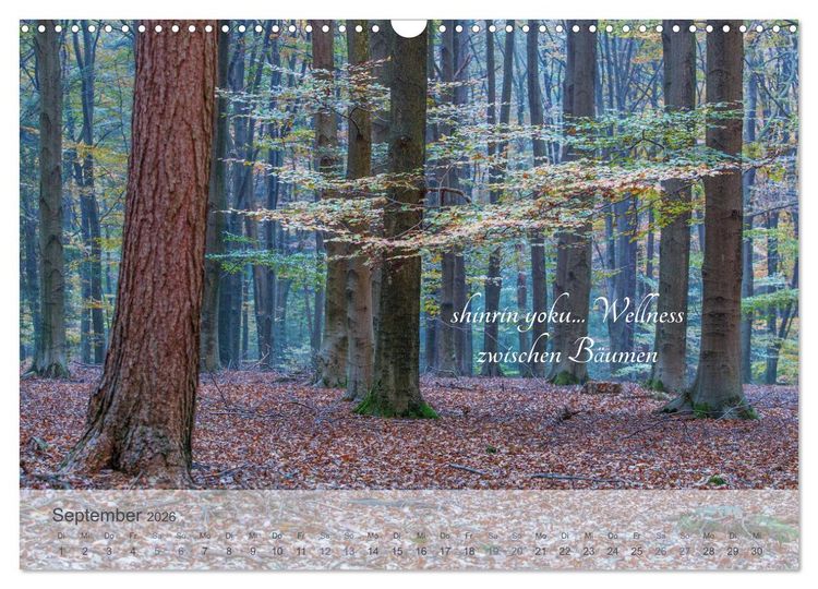 Produktbild: Shinrin yoku - Waldbaden 2026 (Wandkalender 2026 DIN A3 quer), CALVENDO Monatskalender