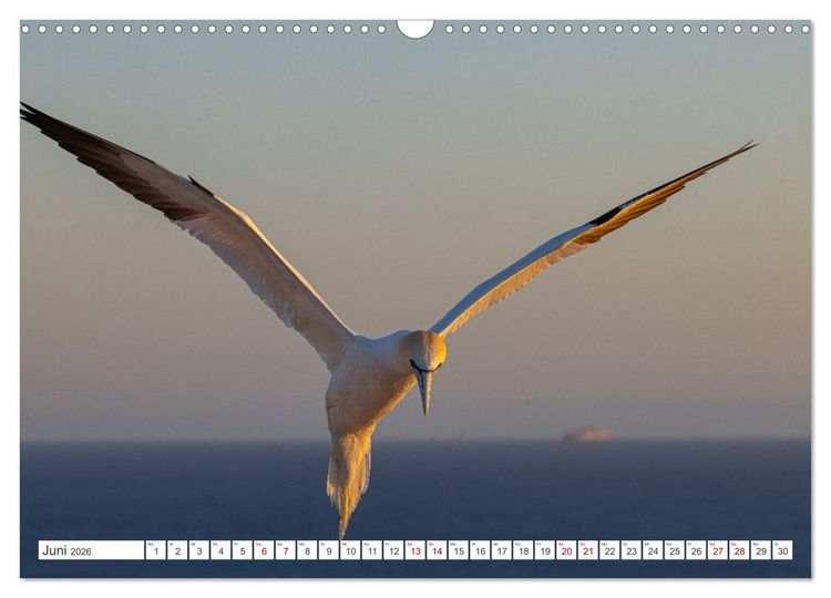 Produktbild: Basst&ouml;lpel - Helgolands faszinierende V&ouml;gel (Wandkalender 2026 DIN A3 quer), CALVENDO Monatskalender