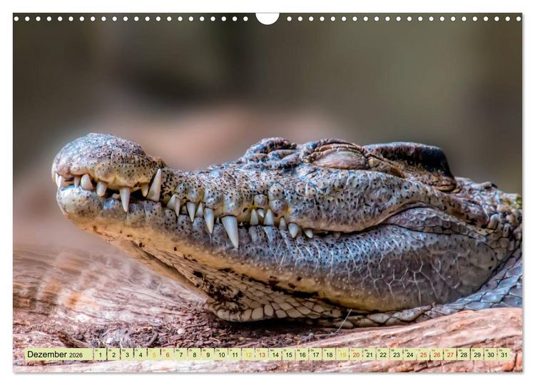 Produktbild: Urzeitreptilien - Krokodil (Wandkalender 2026 DIN A3 quer), CALVENDO Monatskalender