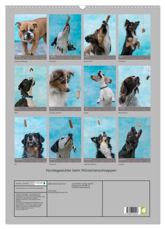 Produktbild: Hundegesichter beim W&uuml;rstchenschnappen (Wandkalender 2026 DIN A2 hoch), CALVENDO Monatskalender