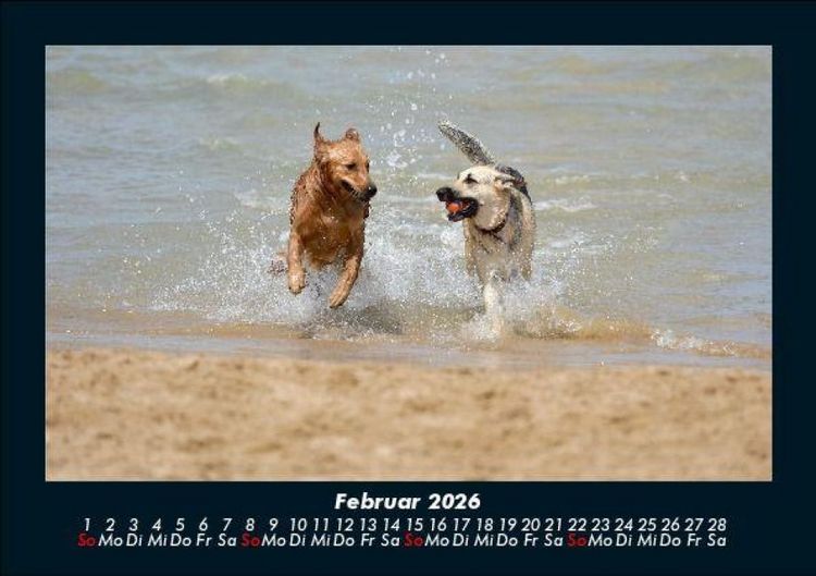 Produktbild: Der Hundekalender 2026 Fotokalender DIN A5