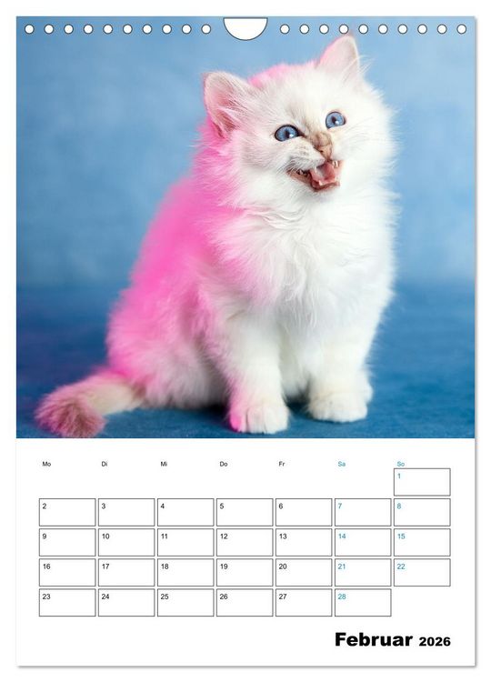 Produktbild: Heilige Birma Kitten - s&uuml;&szlig;e kleine Flauschb&auml;llchen (Wandkalender 2026 DIN A4 hoch), CALVENDO Monatskalender
