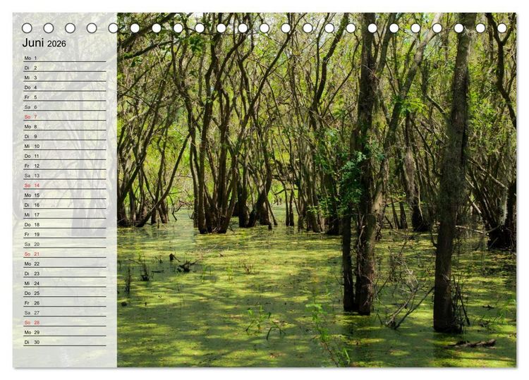 Produktbild: FLORIDA Idyllischer Sonnenscheinstaat (Tischkalender 2026 DIN A5 quer), CALVENDO Monatskalender