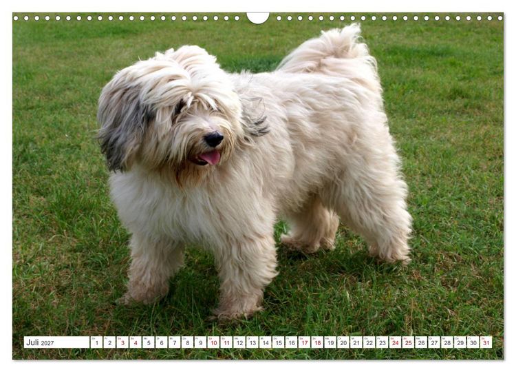 Produktbild: Tibet-Terrier - Eine Hunderasse mit Charakter (Wandkalender 2027 DIN A3 quer), CALVENDO Monatskalender