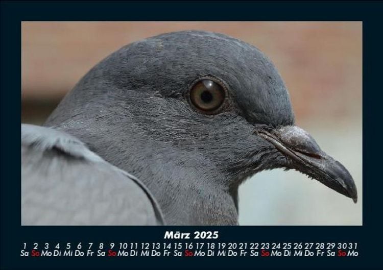 Produktbild: Welt der V&ouml;gel 2025 Fotokalender DIN A5