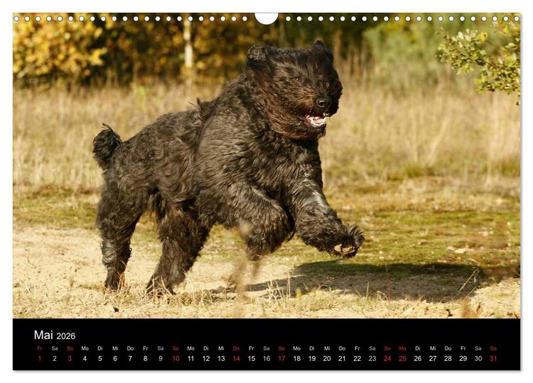 Produktbild: Bouvier des Flandres (Wandkalender 2026 DIN A3 quer), CALVENDO Monatskalender