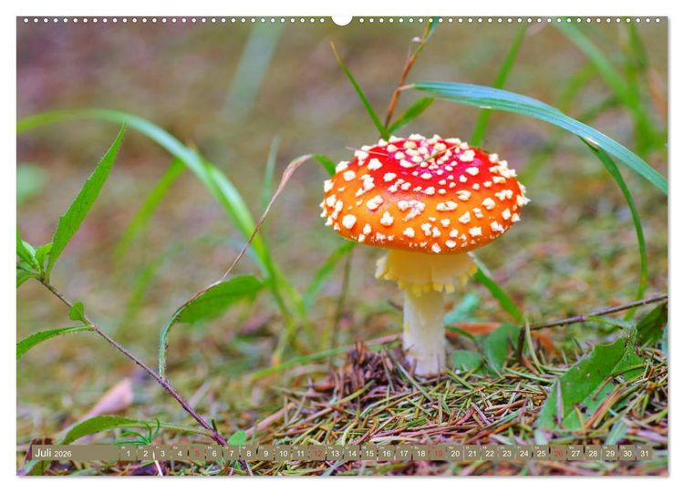 Produktbild: Die bunte Welt der Pilze (Wandkalender 2026 DIN A2 quer), CALVENDO Monatskalender