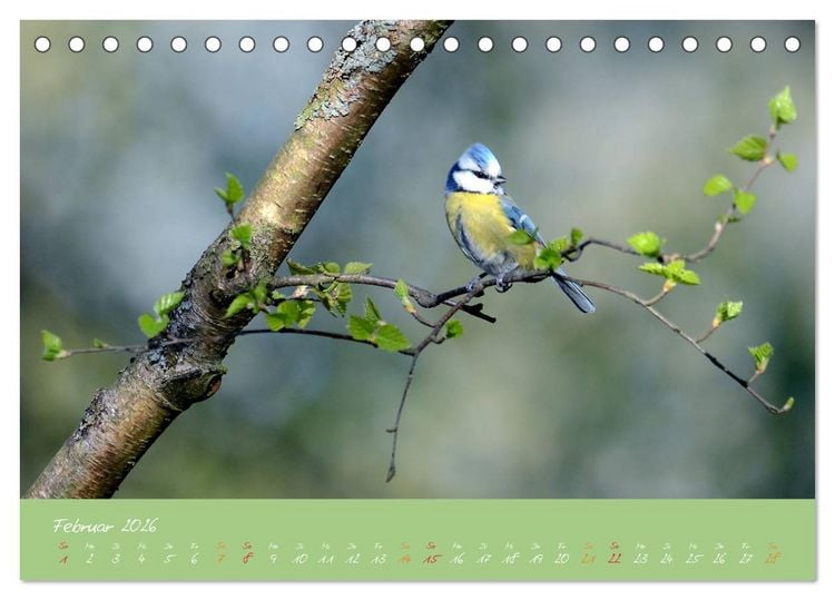 Produktbild: Die Blaumeise, Gast in unserem Garten (Tischkalender 2026 DIN A5 quer), CALVENDO Monatskalender