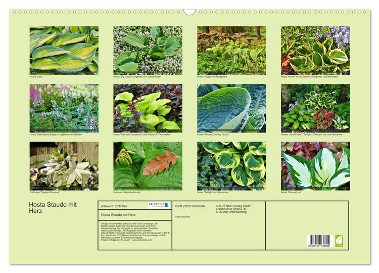 Produktbild: Hosta Staude mit Herz (Wandkalender 2026 DIN A2 quer), CALVENDO Monatskalender