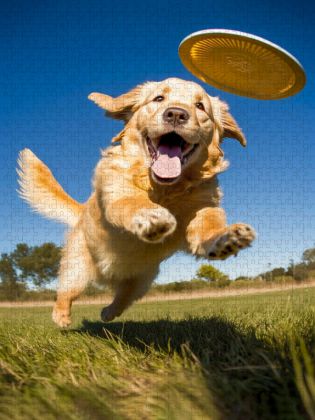 Produktbild: CALVENDO Puzzle Spielen ist toll | 1000 Teile Lege-Gr&ouml;&szlig;e 64x48cm Foto-Puzzle f&uuml;r gl&uuml;ckliche Stunden