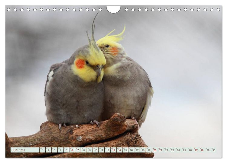 Produktbild: Krumm Schn&auml;bel - Papageien, Sittiche und andere Krumm Schn&auml;bel (Wandkalender 2026 DIN A4 quer), CALVENDO Monatskalender