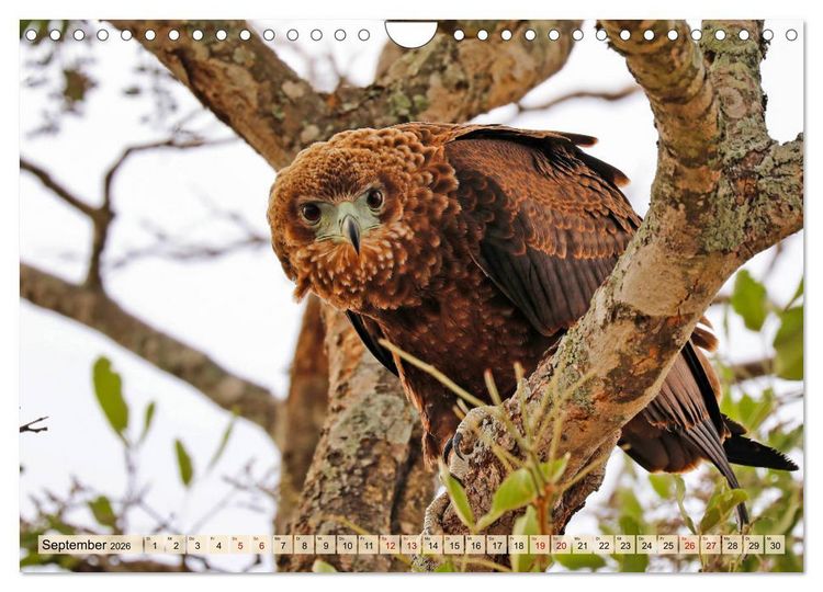 Produktbild: Afrikas Vogelwelt 2026 (Wandkalender 2026 DIN A4 quer), CALVENDO Monatskalender