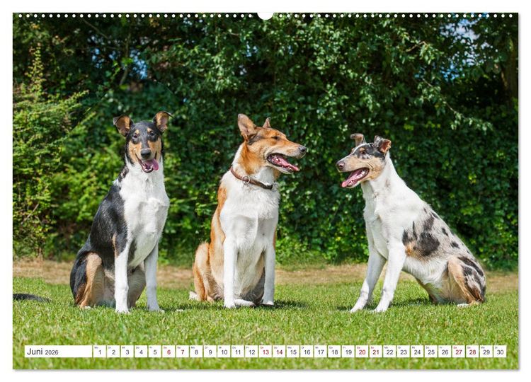Produktbild: Ein Freund f&uuml;rs Leben - Smooth Collie (hochwertiger Premium Wandkalender 2026 DIN A2 quer), Kunstdruck in Hochglanz
