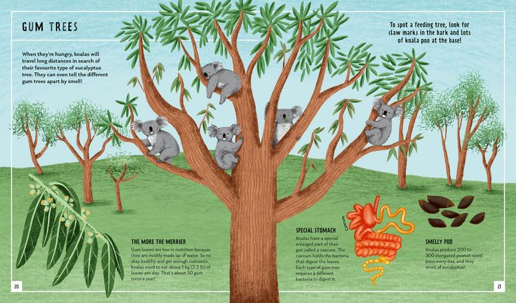 Produktbild: Koala (Young Zoologist)