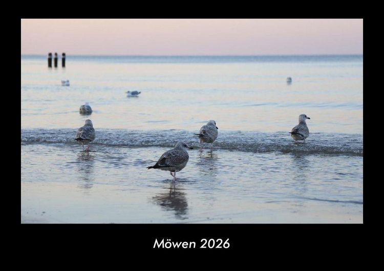 Produktbild: M&ouml;wen 2026 Fotokalender DIN A3